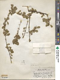 Sideroxylon obtusifolium subsp. obtusifolium image