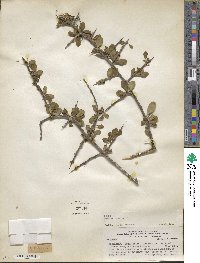 Sideroxylon obtusifolium subsp. obtusifolium image