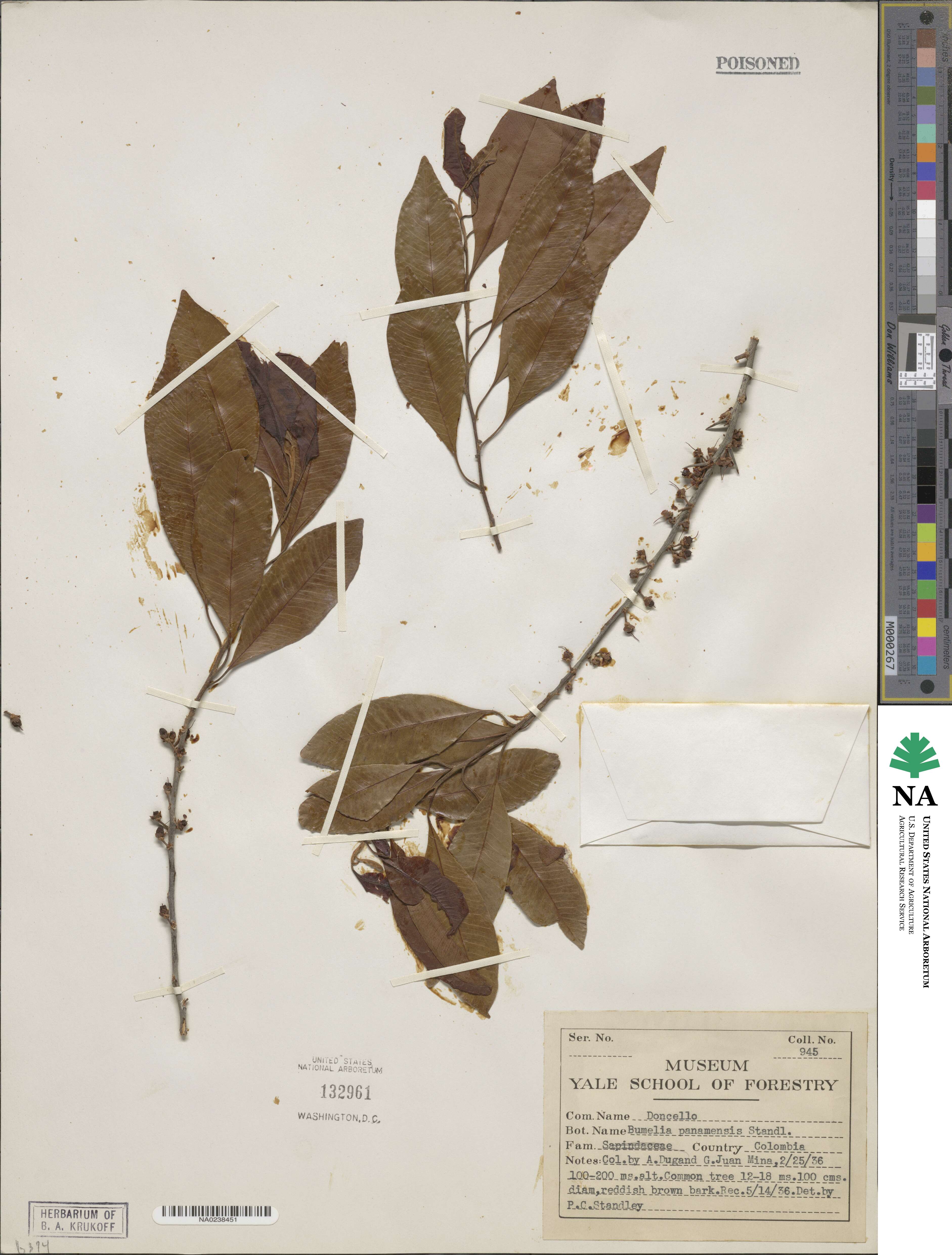 Sideroxylon persimile subsp. persimile image