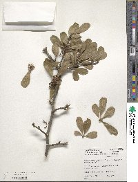 Sideroxylon lanuginosum image