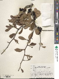 Sideroxylon lanuginosum image