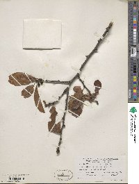 Sideroxylon lanuginosum image