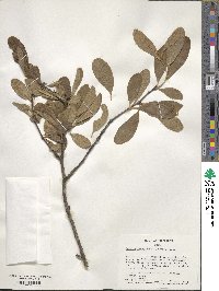 Sideroxylon lanuginosum image