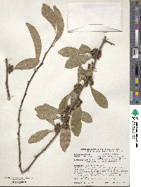 Sideroxylon lanuginosum subsp. oblongifolium image