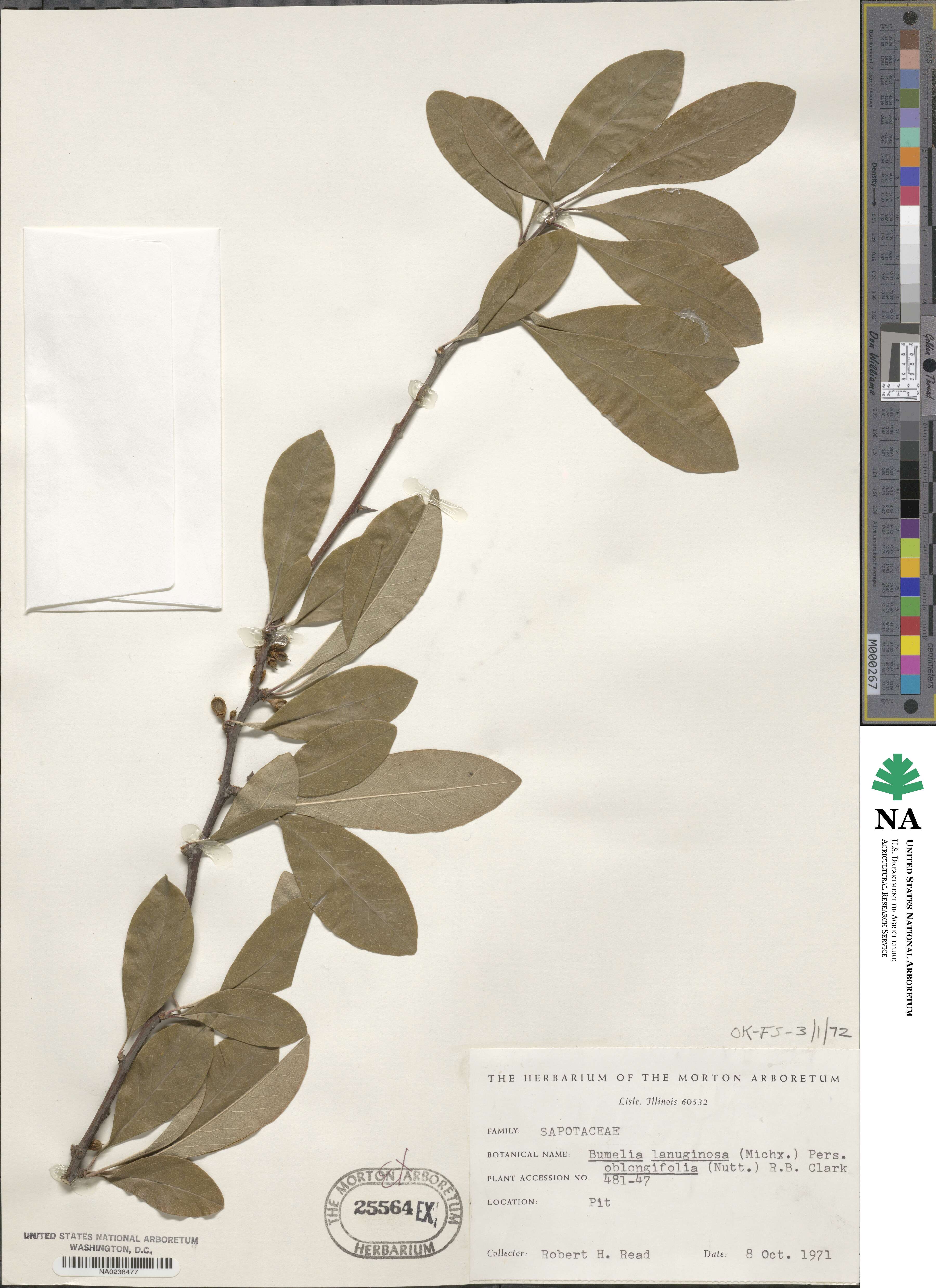 Sideroxylon lanuginosum subsp. oblongifolium image