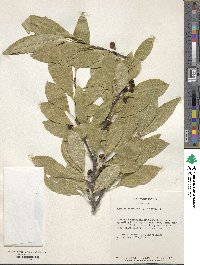 Sideroxylon lycioides image