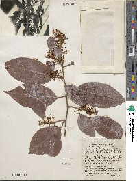 Chrysophyllum cainito image