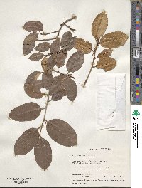 Chrysophyllum oliviforme image