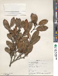 Chrysophyllum oliviforme image