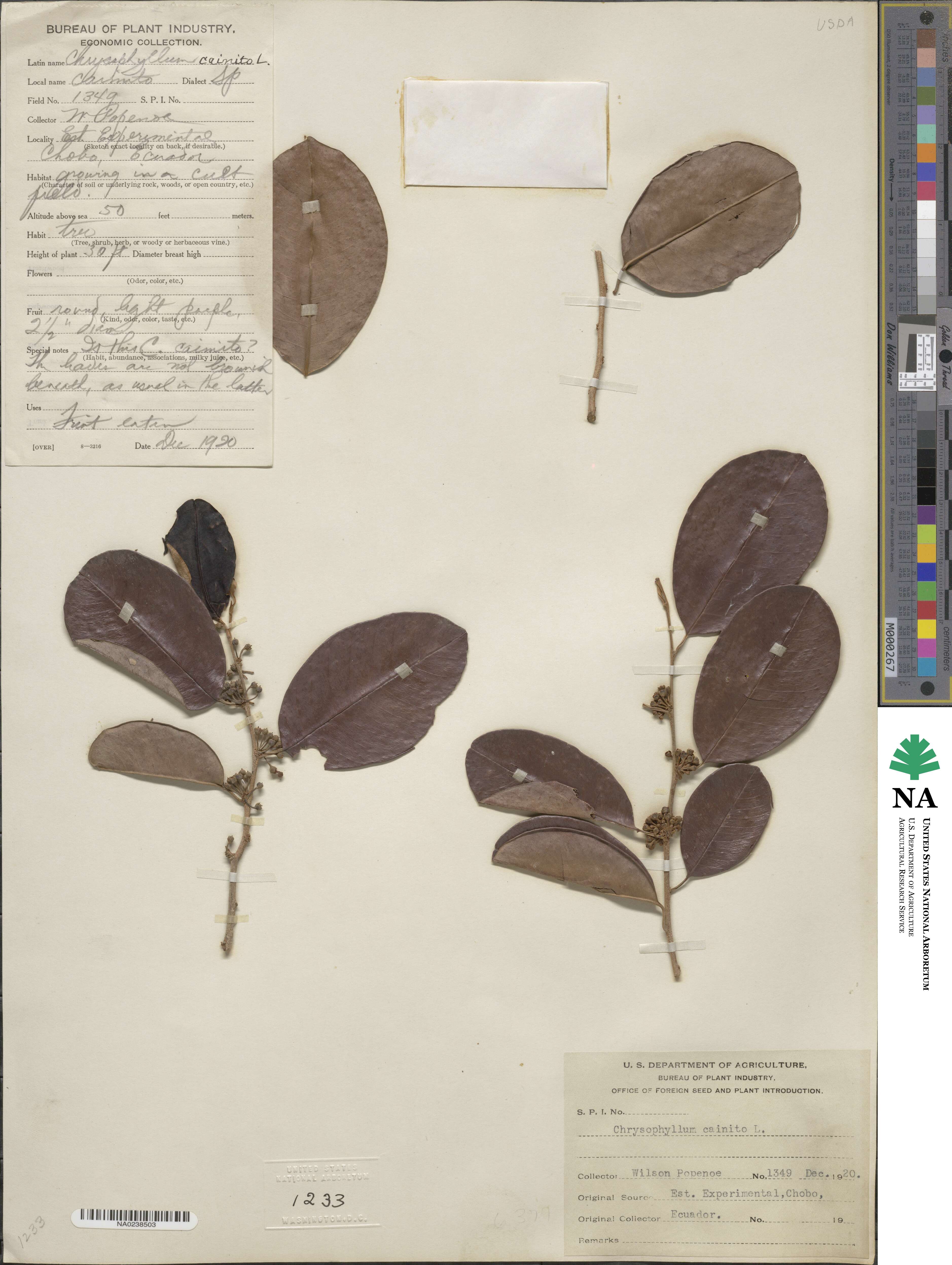 Chrysophyllum cainito image