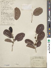 Chrysophyllum cainito image