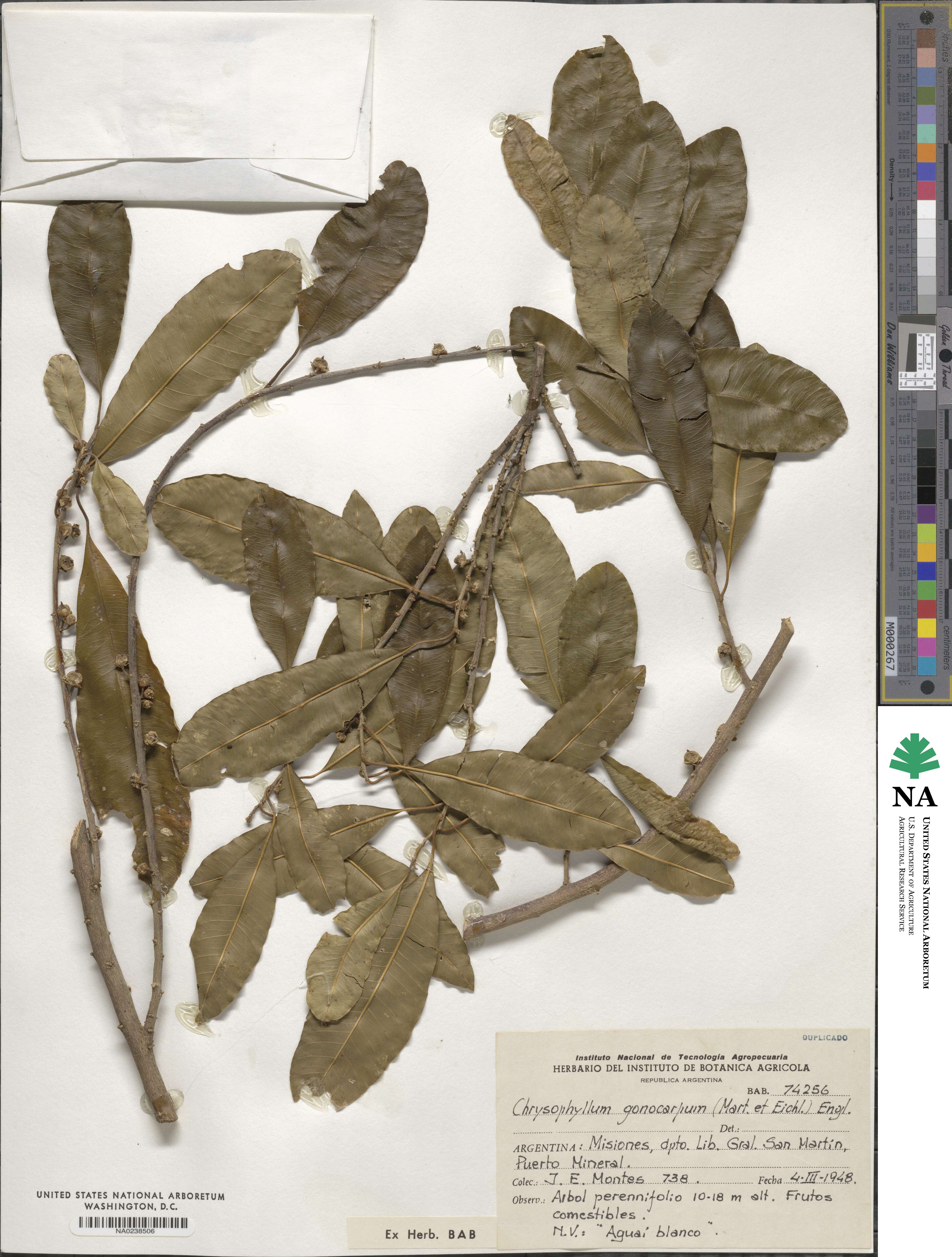 Chrysophyllum gonocarpum image