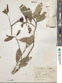 Chrysophyllum gonocarpum image