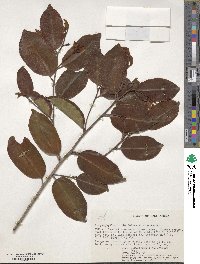 Image of Donella viridifolia