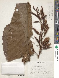 Cespedesia spathulata image