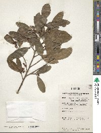 Image of Brackenridgea palustris