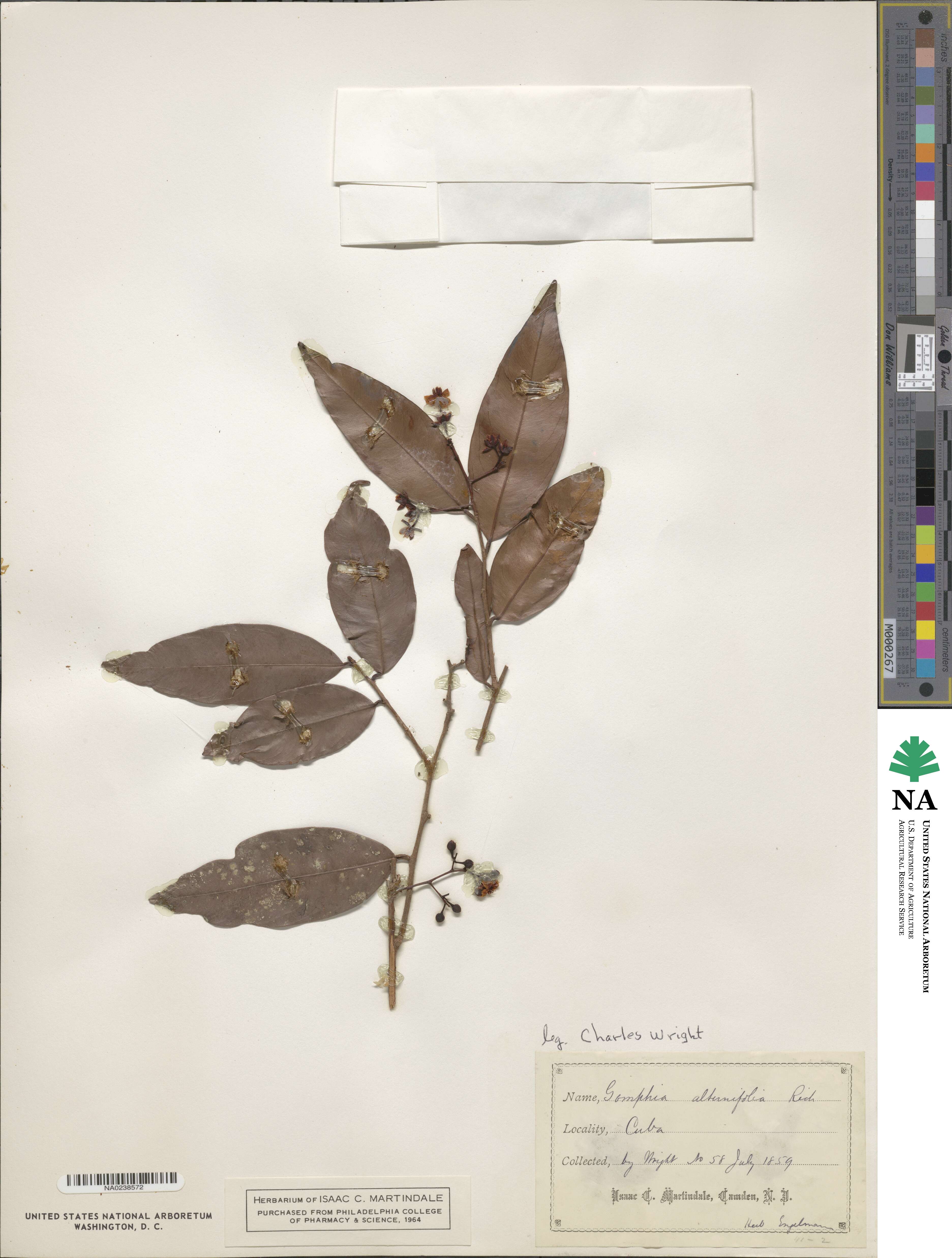 Ouratea elliptica image
