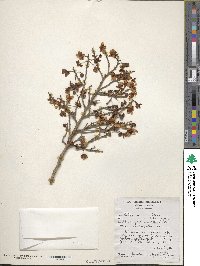 Ochna atropurpurea image