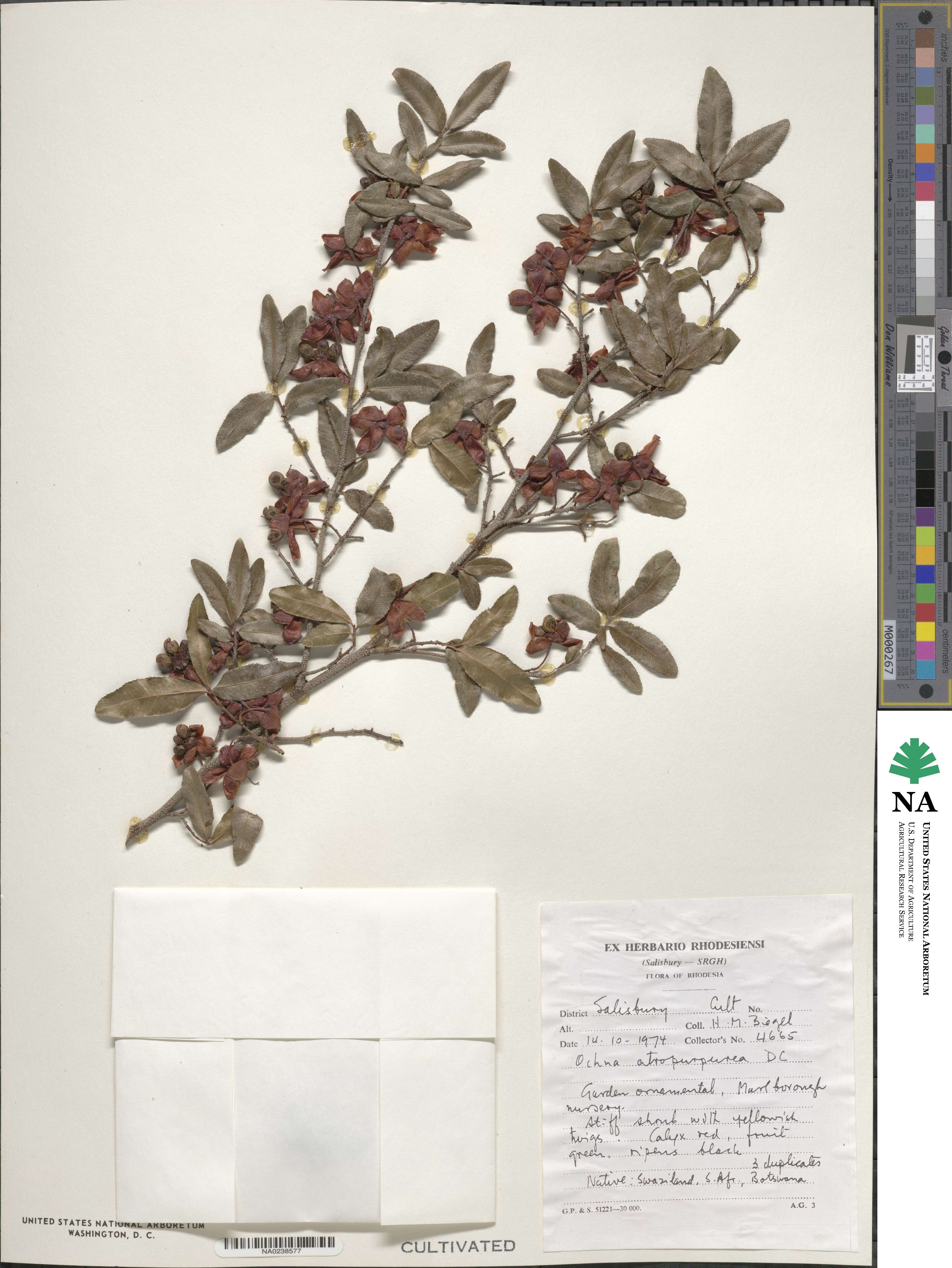 Ochna atropurpurea image