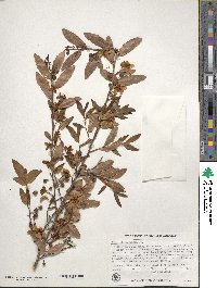 Ochna atropurpurea image