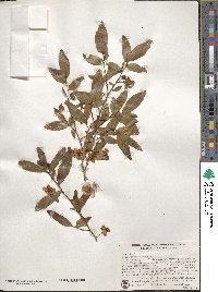 Ochna atropurpurea image