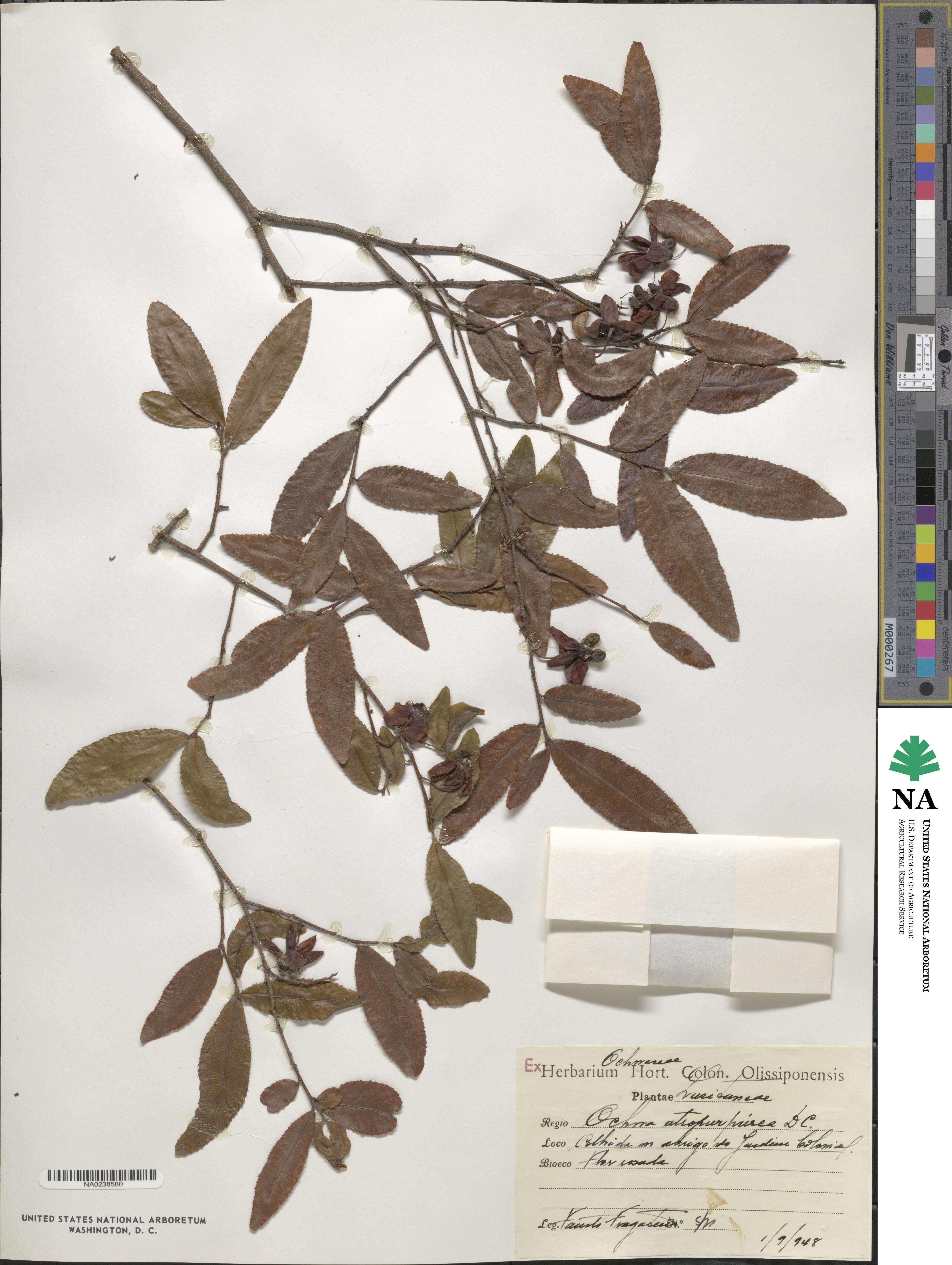 Ochna atropurpurea image