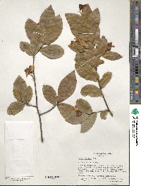 Ochna kirkii image