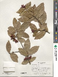 Ochna kirkii image