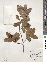 Ochna kirkii image