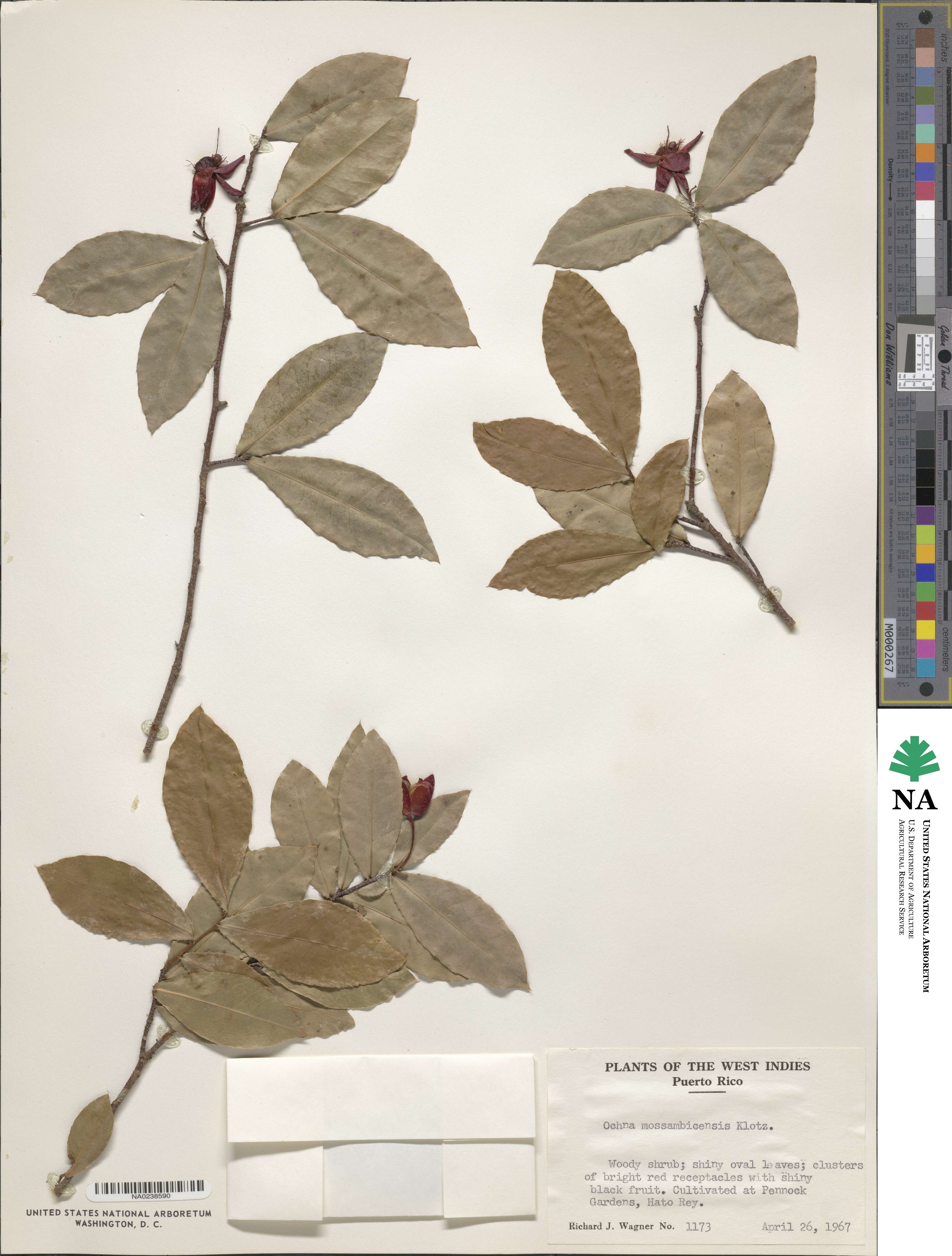 Ochna atropurpurea image