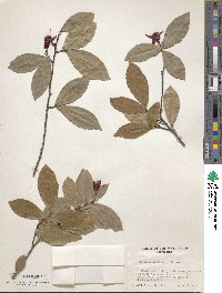 Ochna atropurpurea image