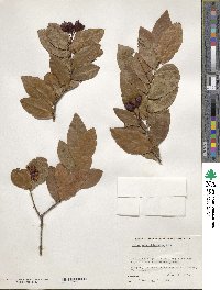 Ochna atropurpurea image