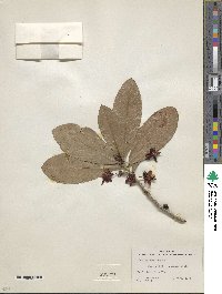 Ochna atropurpurea image