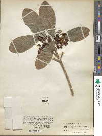 Ochna atropurpurea image