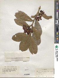 Ochna atropurpurea image