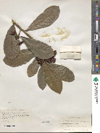 Ochna atropurpurea image