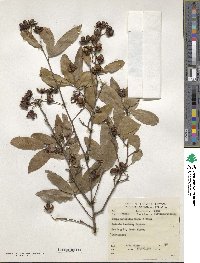 Image of Ochna natalitia