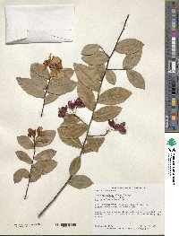 Ochna serrulata image