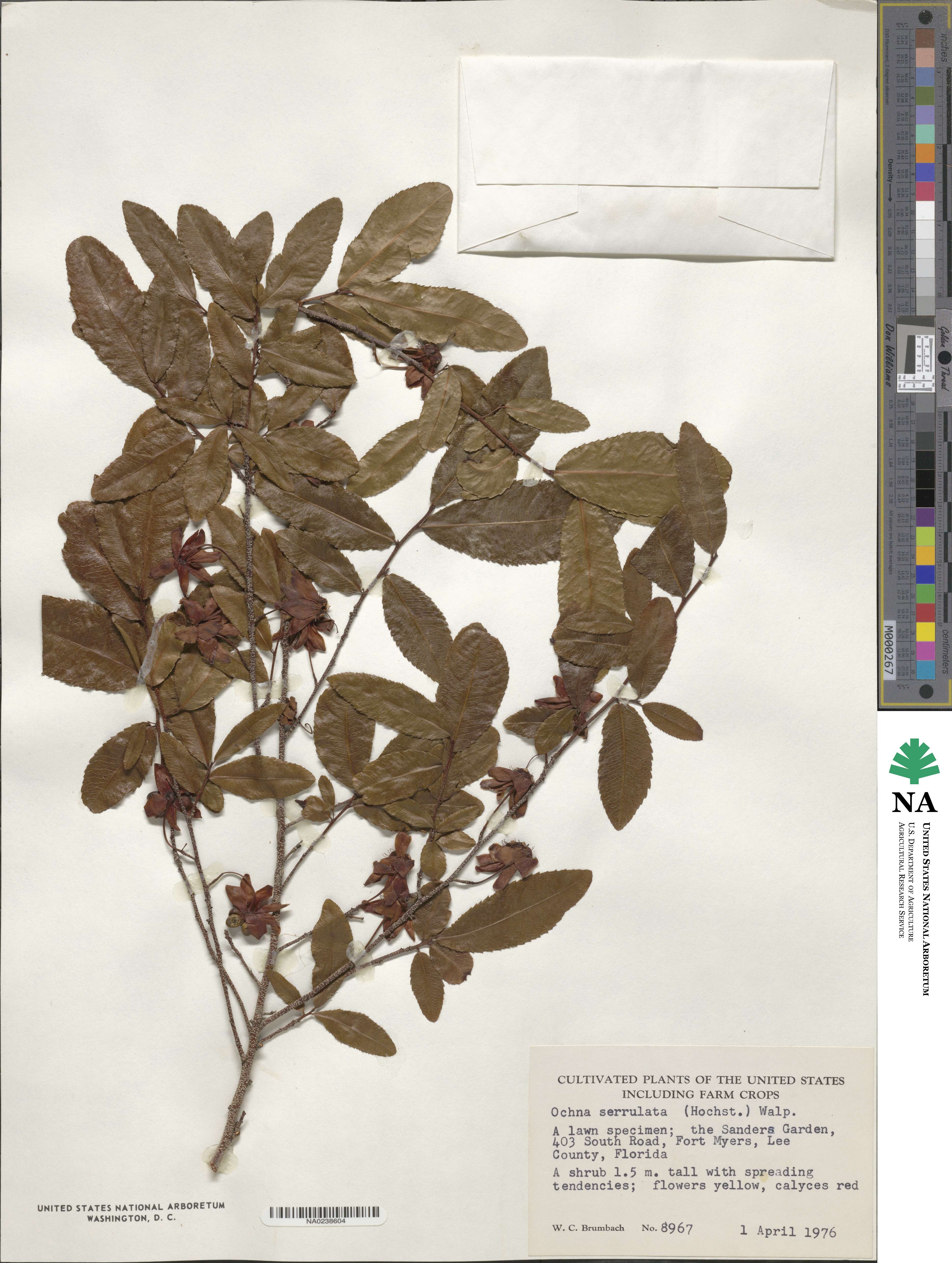 Ochna serrulata image