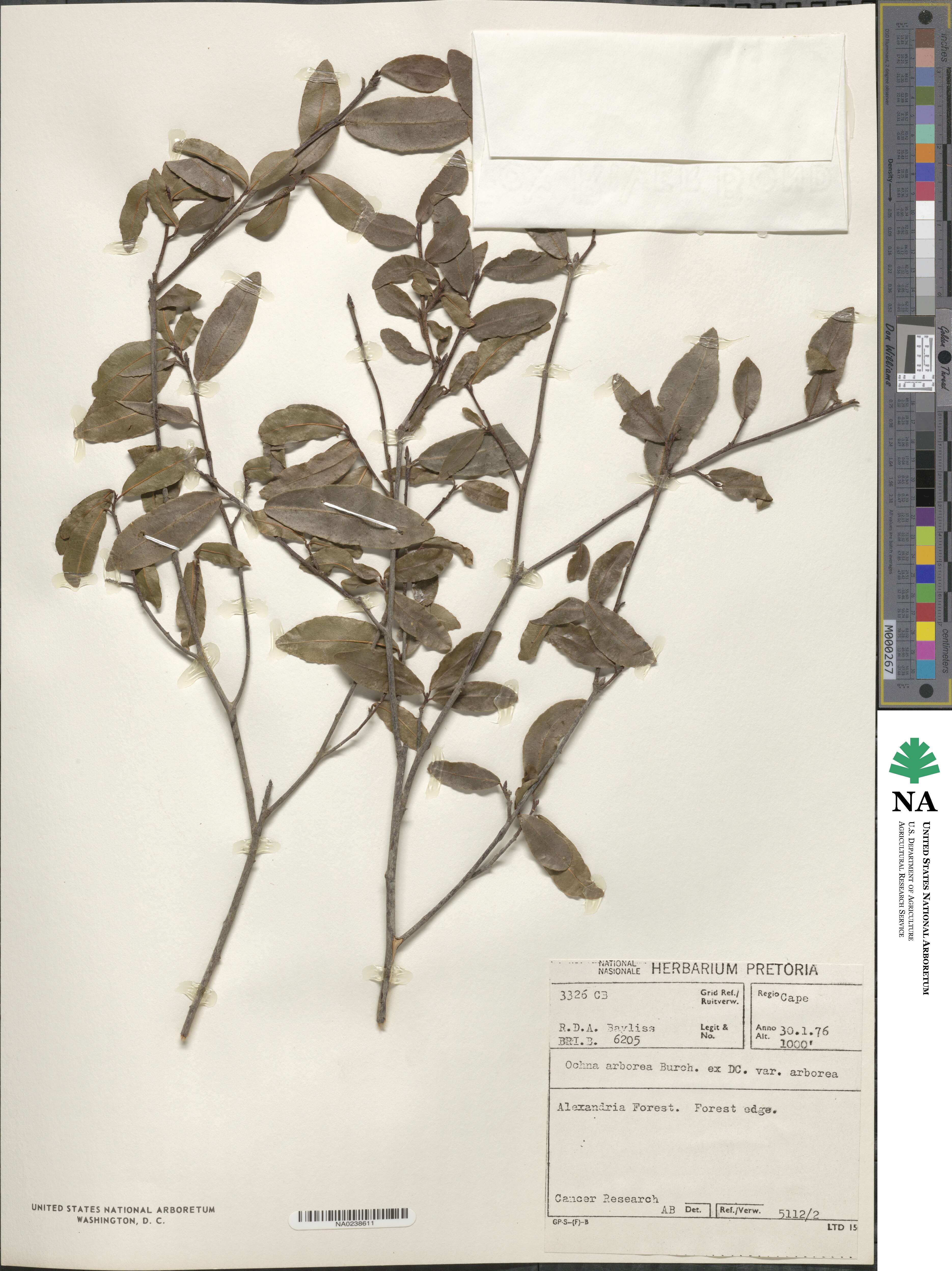 Ochna arborea image