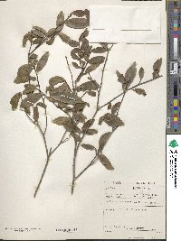 Image of Ochna arborea