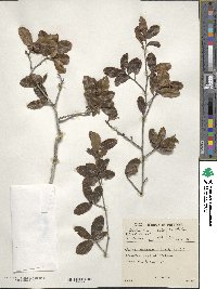 Ochna arborea image