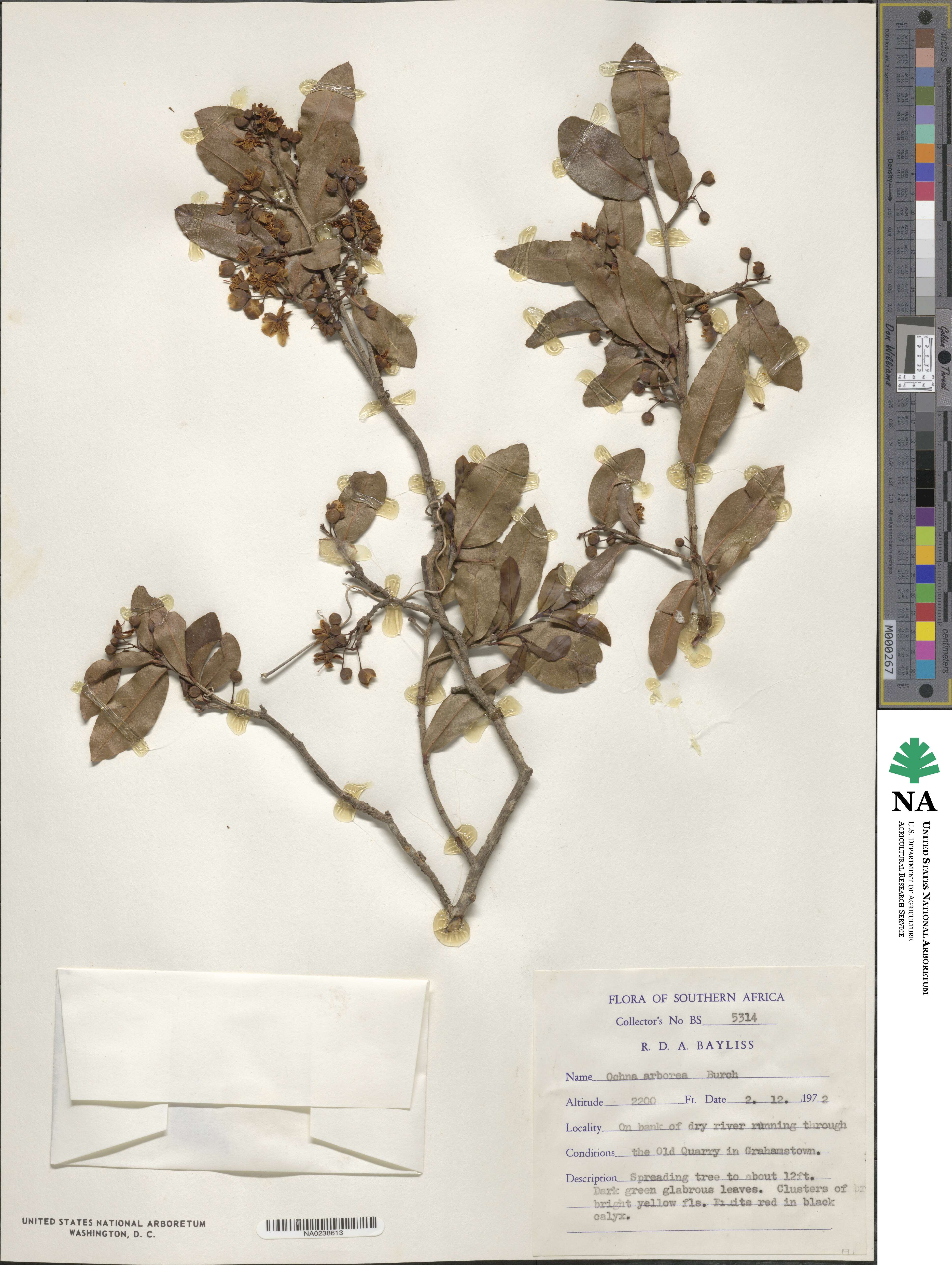 Ochna arborea image