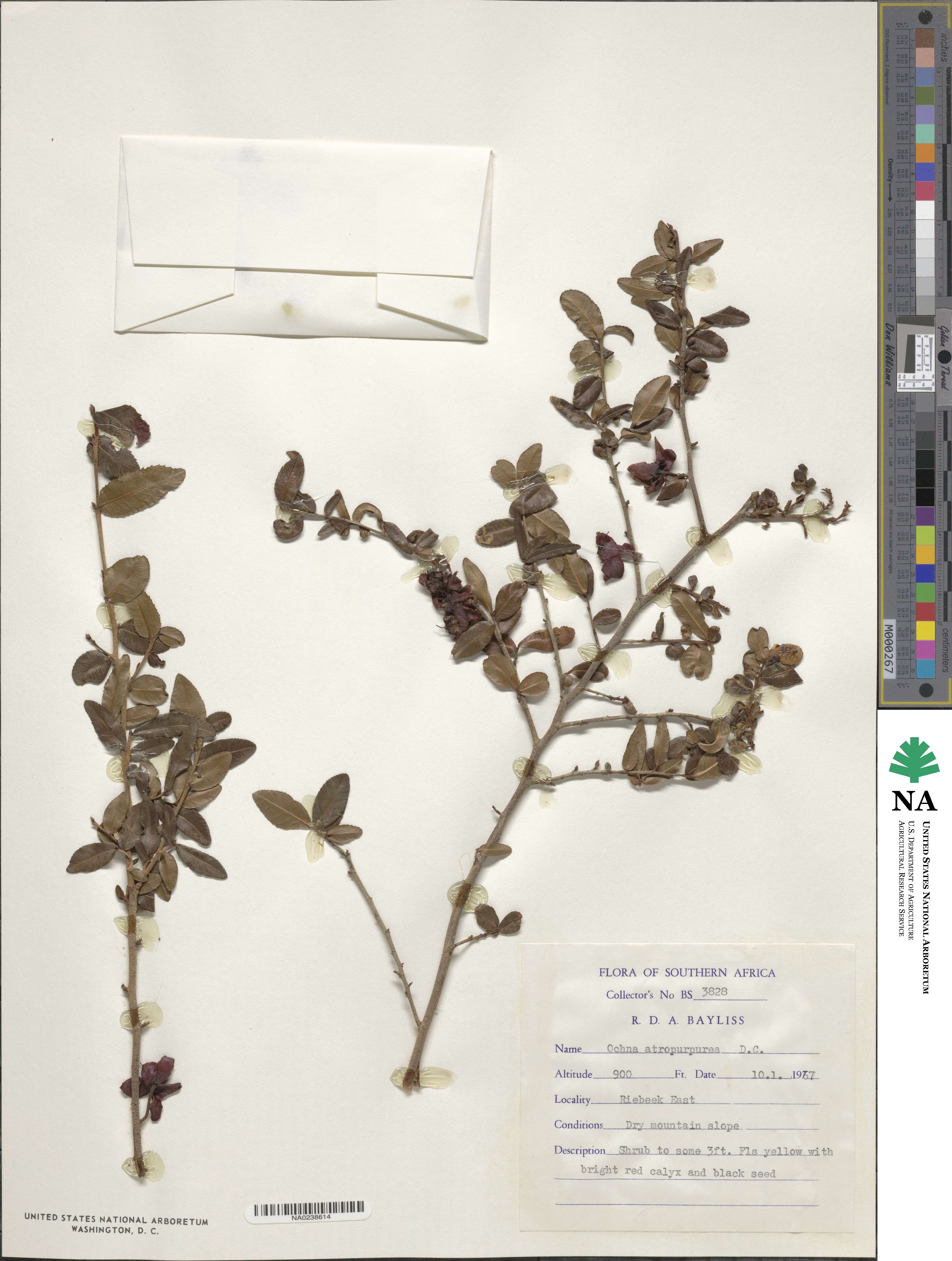 Ochna atropurpurea image