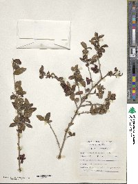 Ochna atropurpurea image