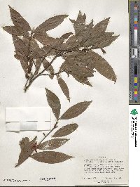 Image of Ochna bracteosa