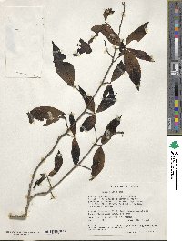 Ochna holstii image