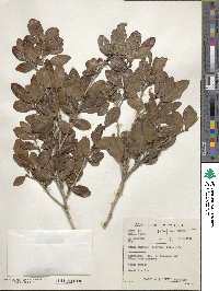 Ochna inermis image