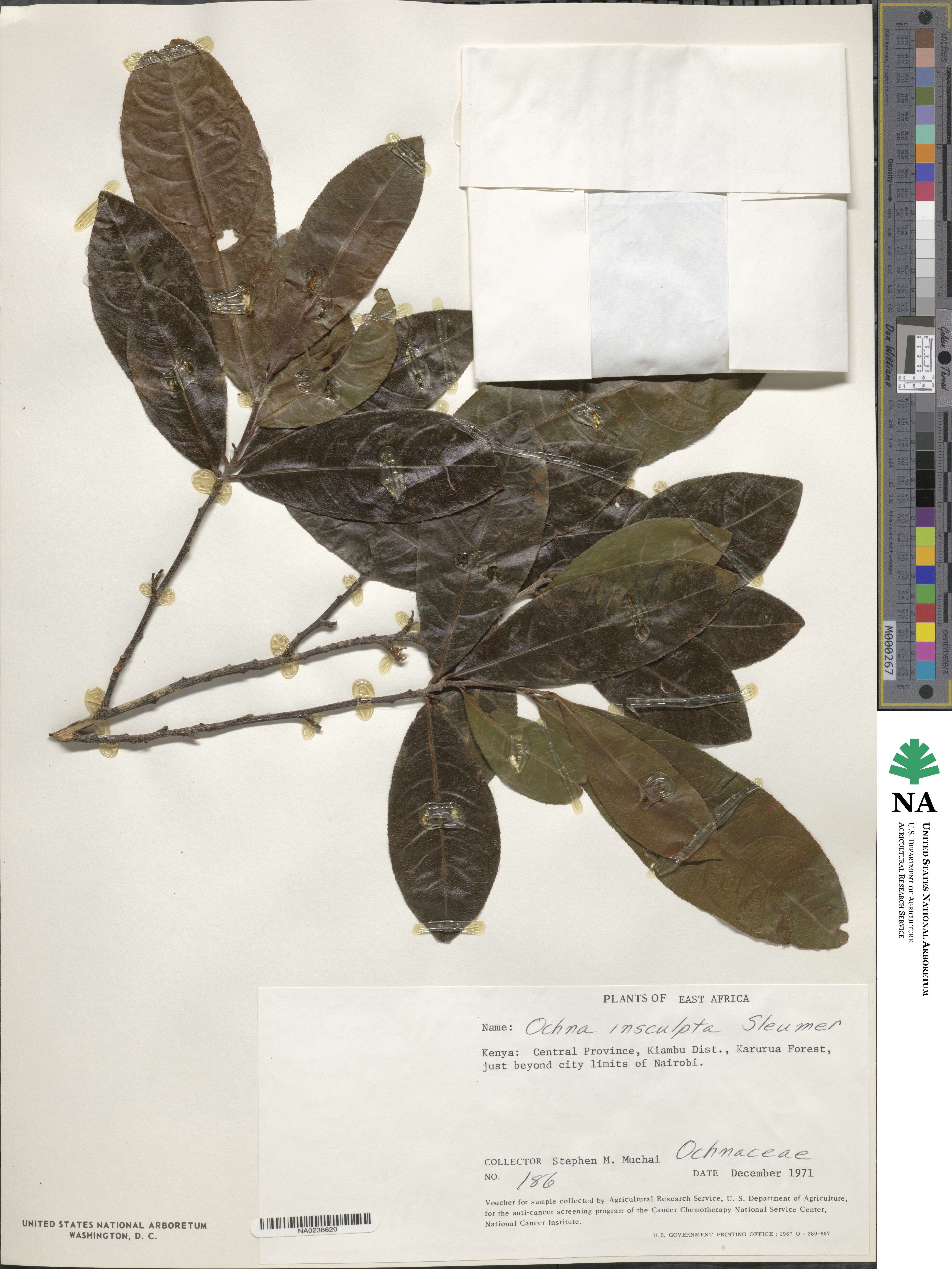 Ochna insculpta image