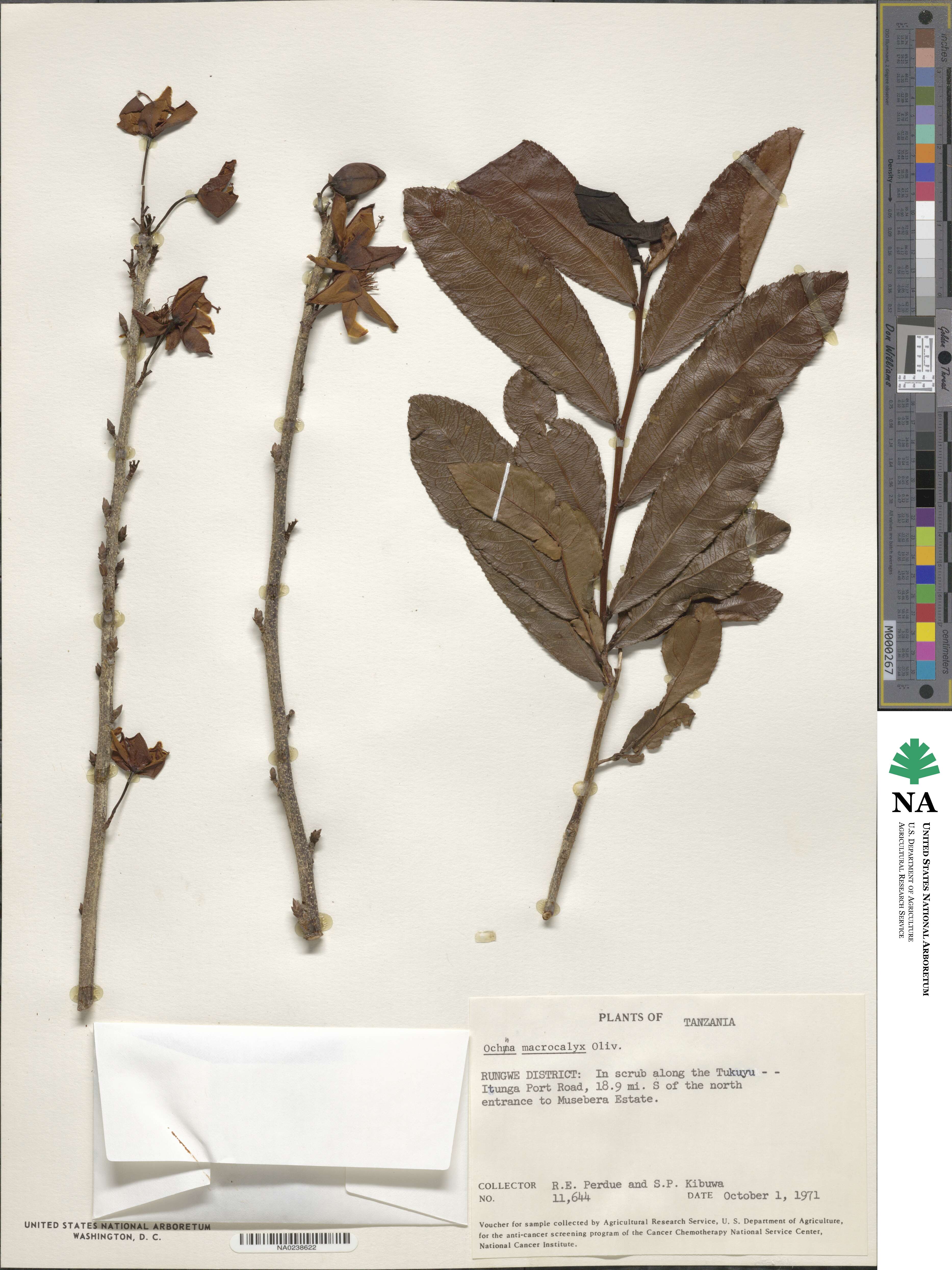 Ochna macrocalyx image